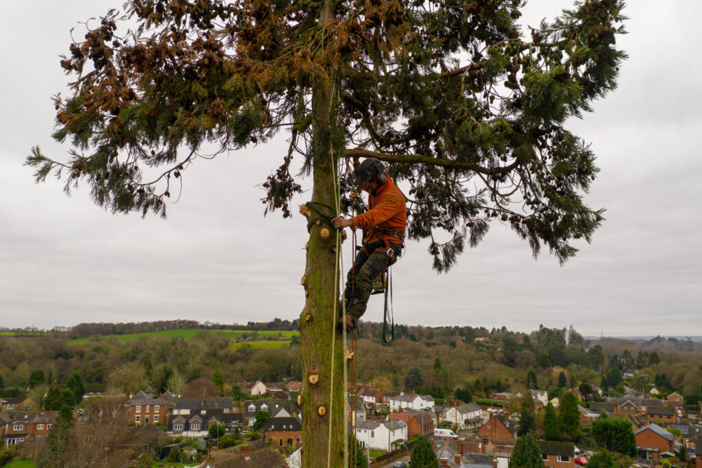 Tree Surgery Drone Photograph-07 by www.FullCapture.co.uk