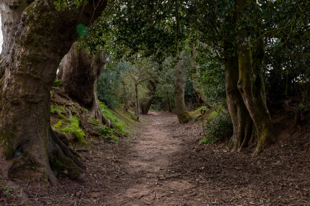 Woodland walk around Kenilworth Castle by FullCapture.co.uk